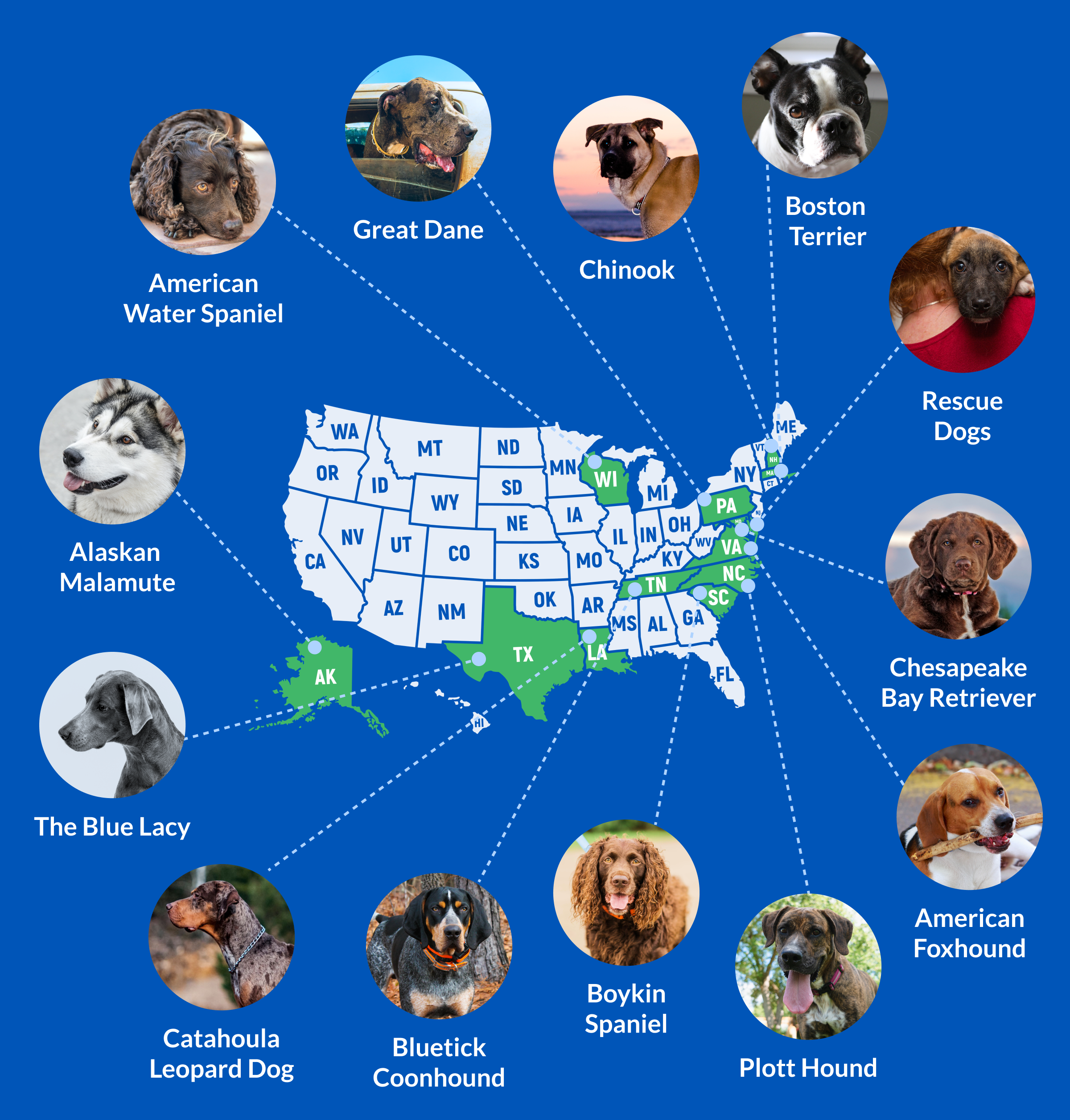 Blog State Dogs Infographic