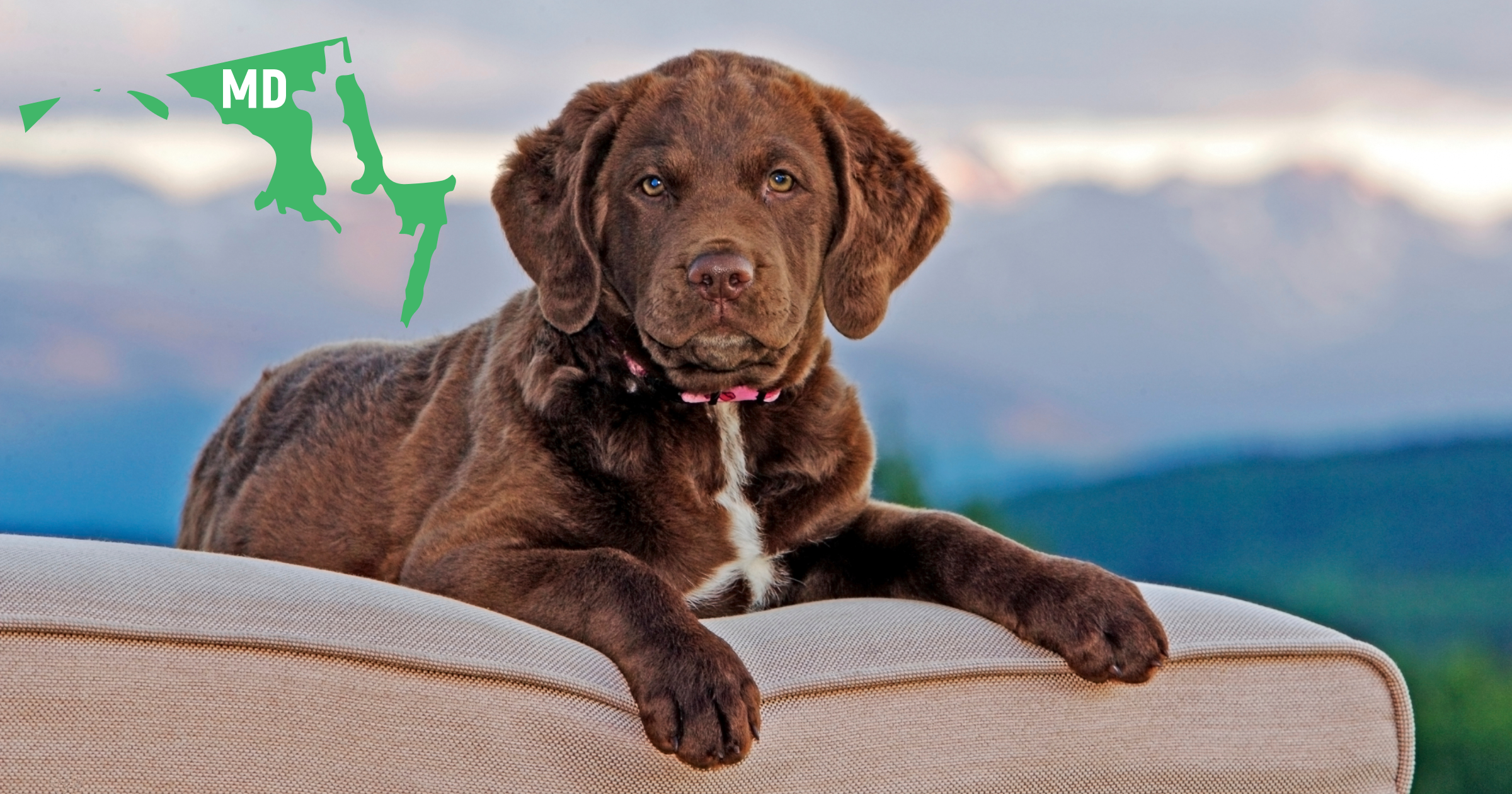 Maryland Chesapeake Bay Retriever