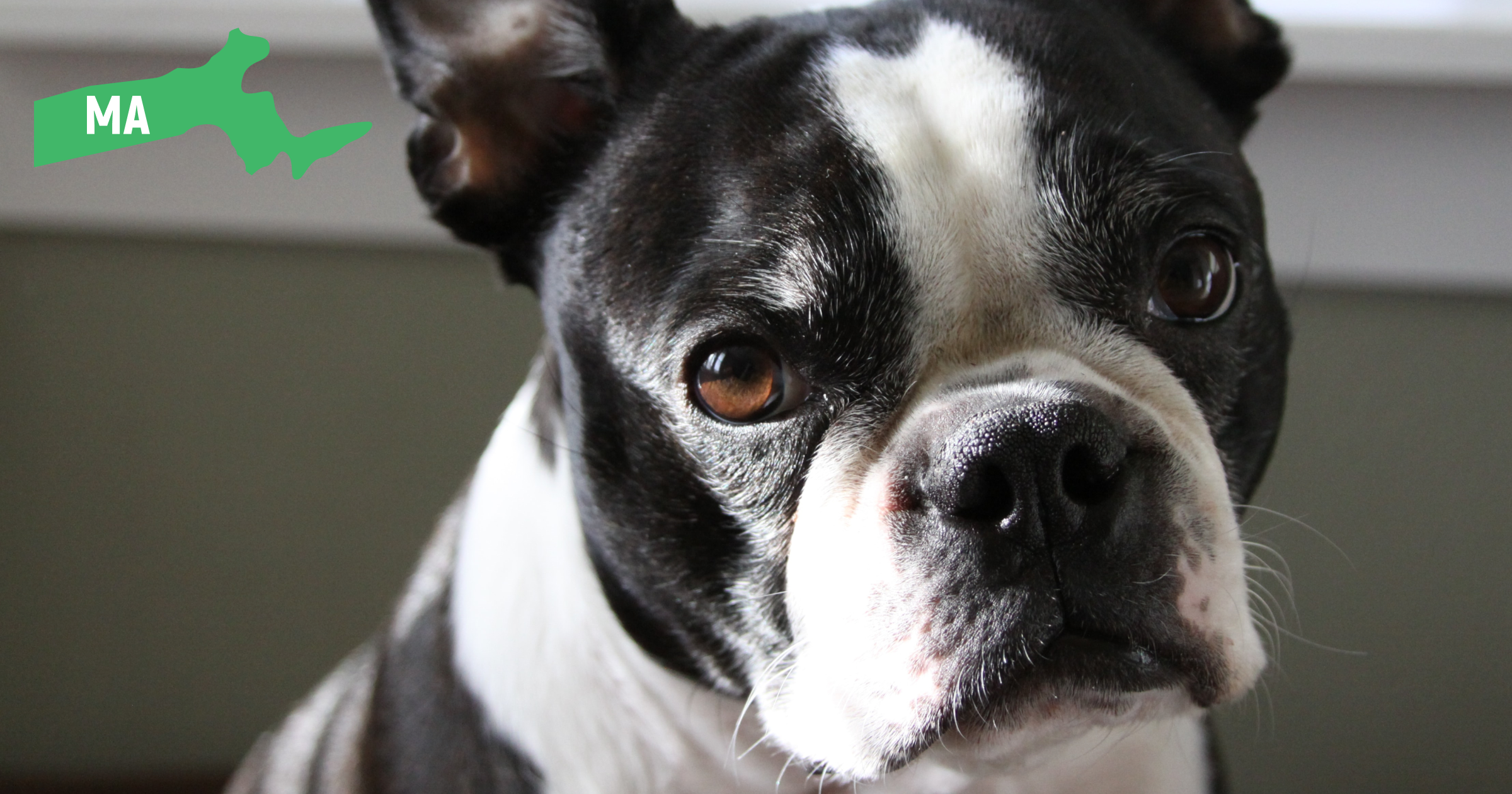 Massachusetts Boston Terrier