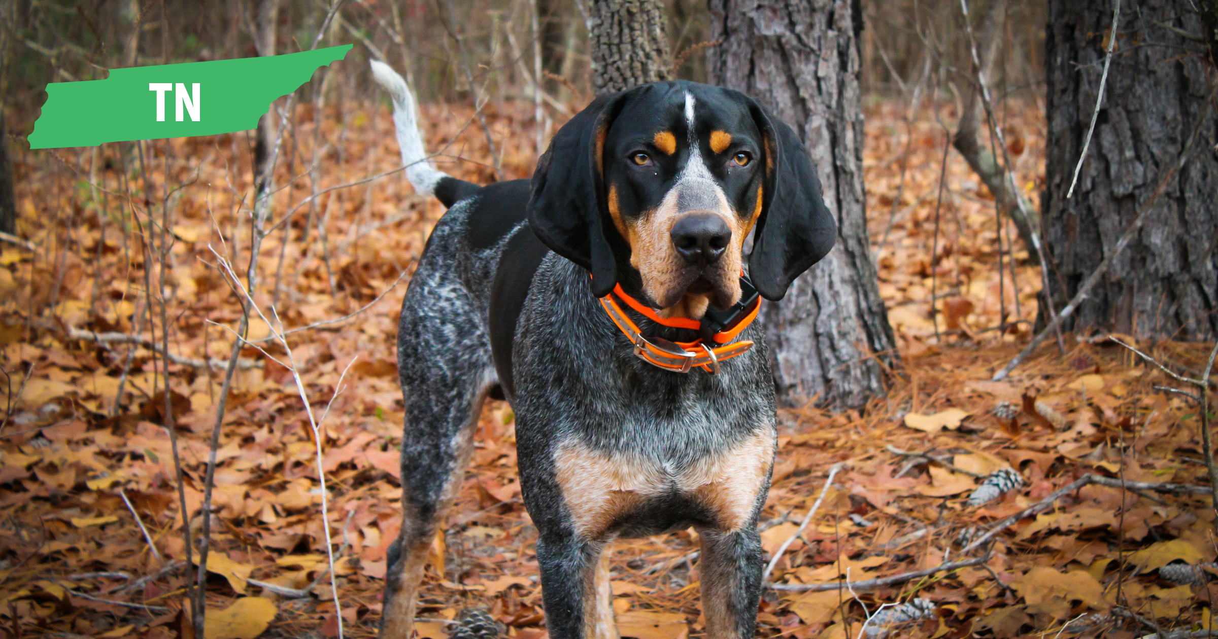 Tennessee Bluetick Coonhound