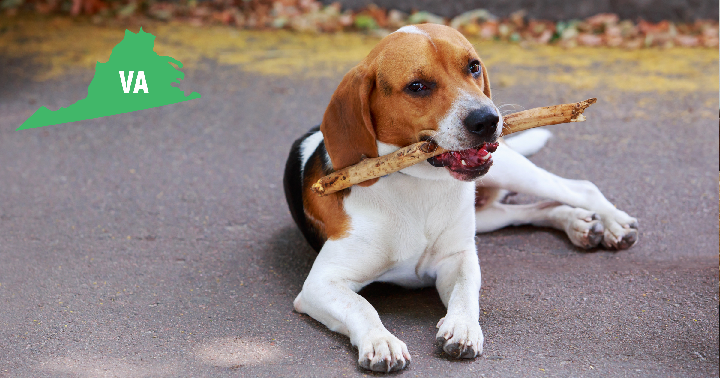 Virginia American Foxhound