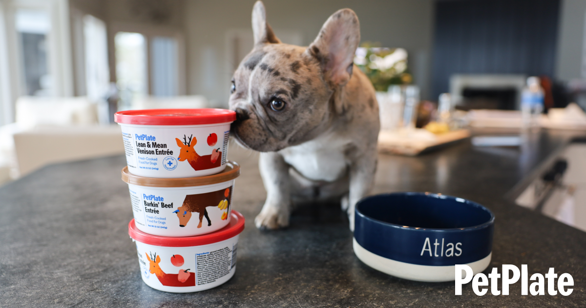 how much food for a bulldog puppy