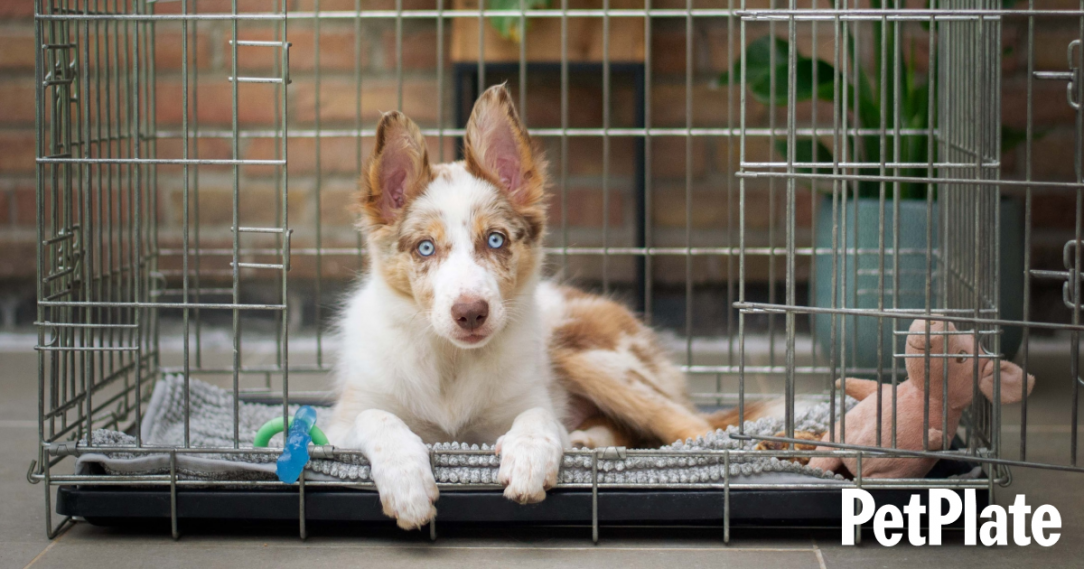 Crate training hero