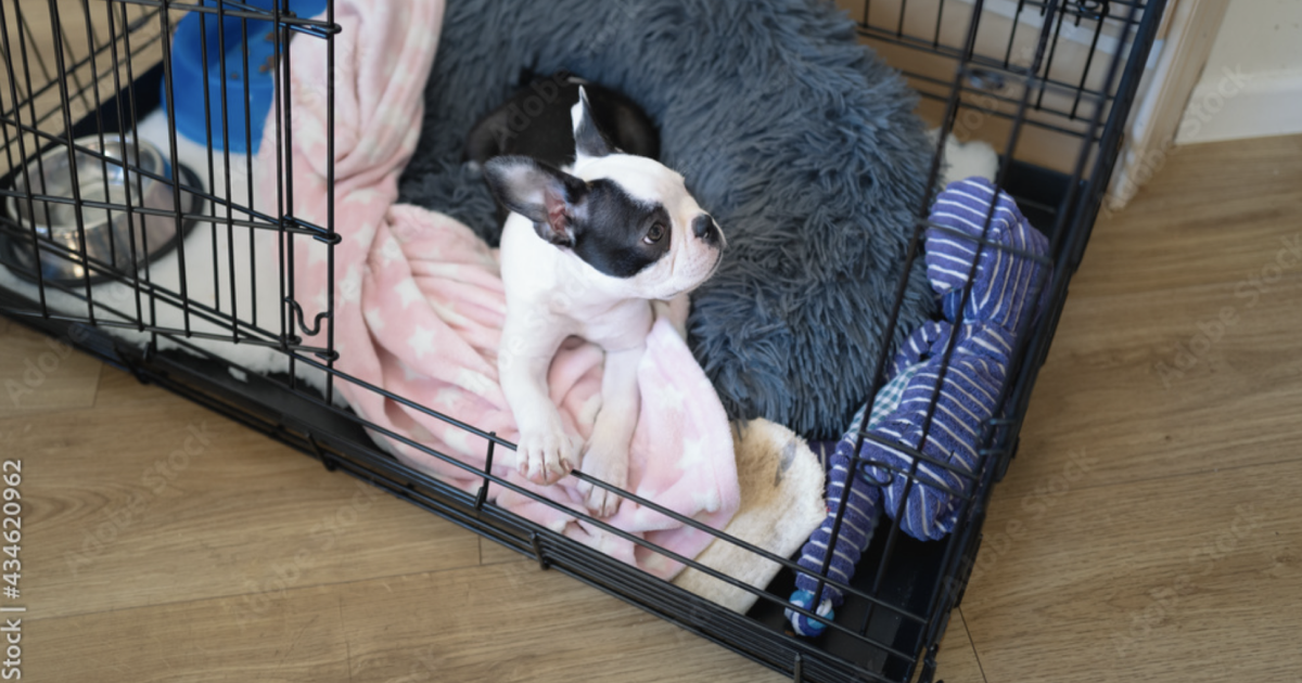 How to Crate Train a Puppy Step By Step Guide PetPlate
