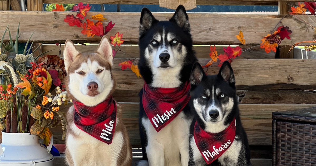 Clothes with dogs on them sales