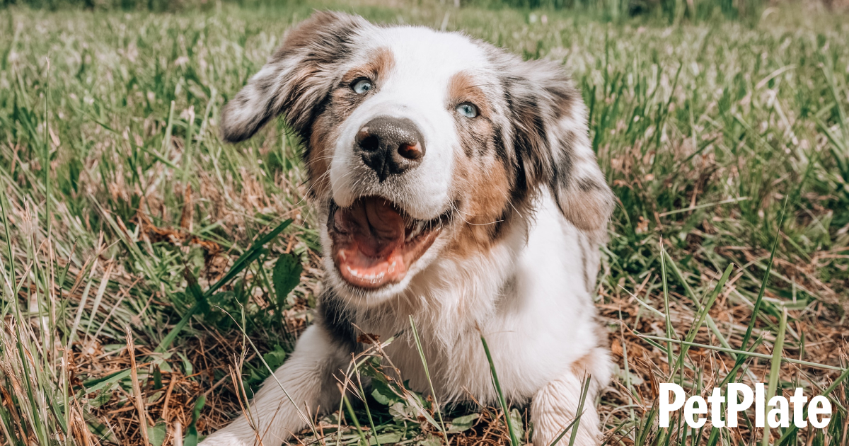 is it ok to give ginger to dogs