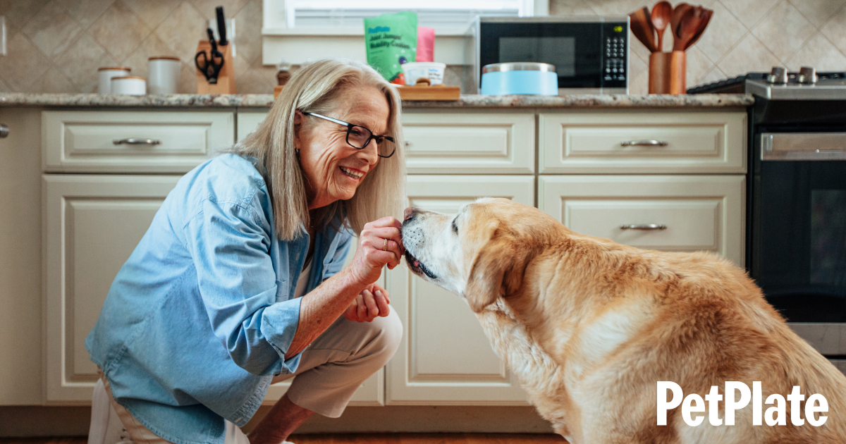 Senior Dog HERO