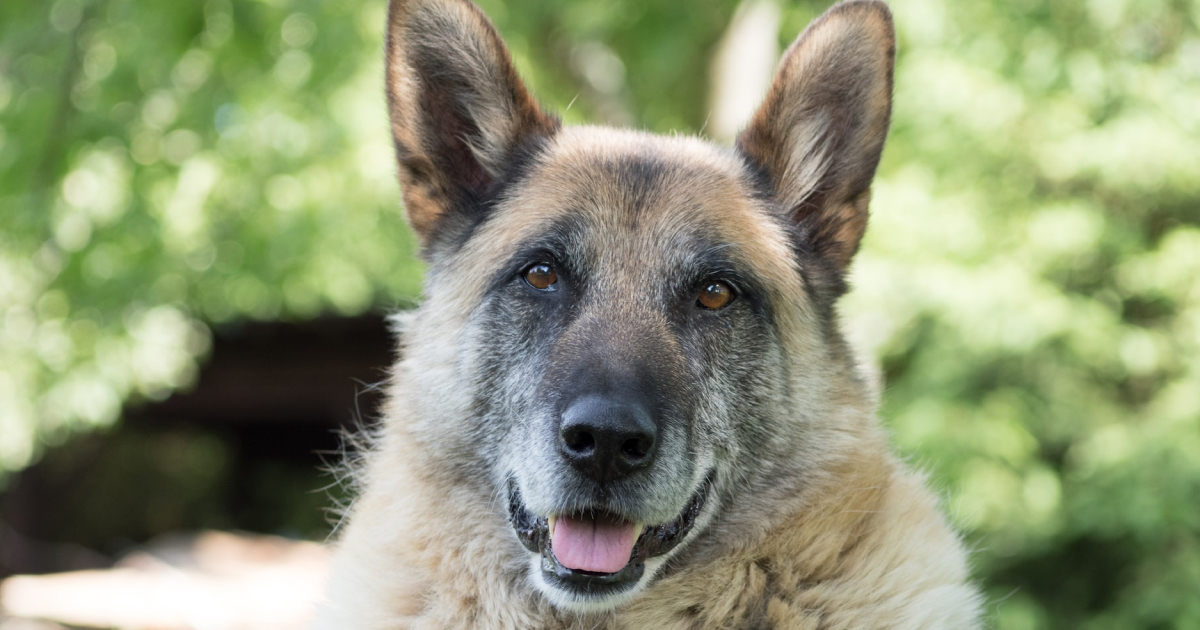 11 Tricks You Can Teach a Senior Dog