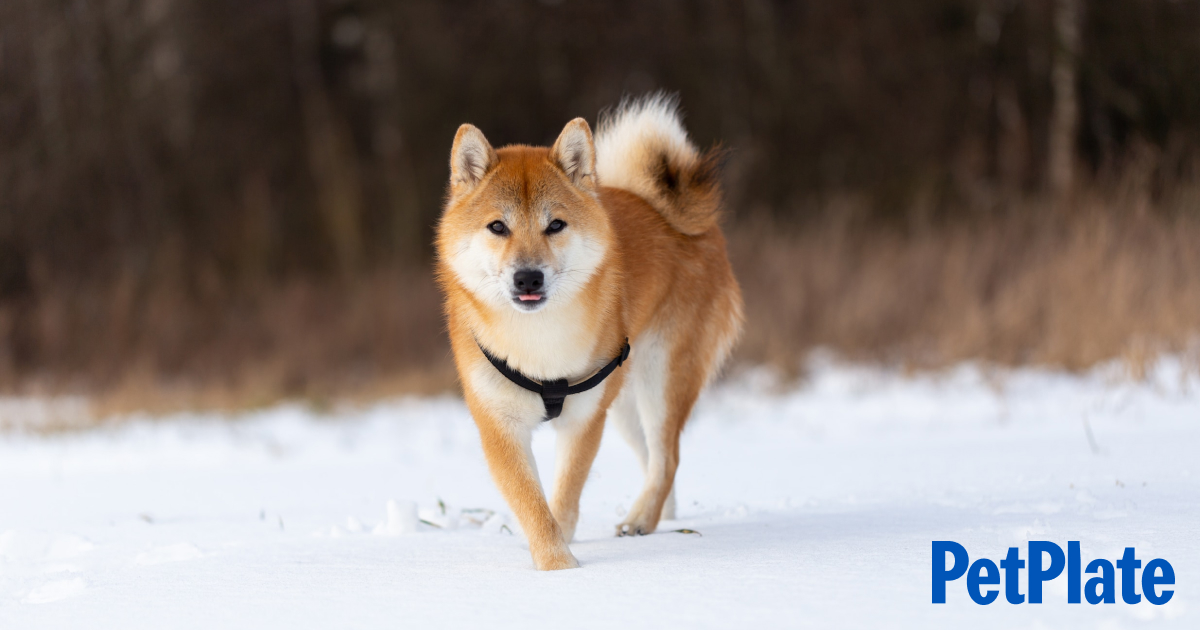 do huskies really like cold