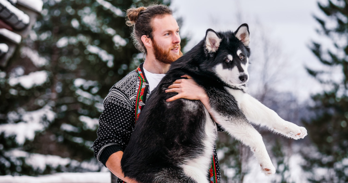 Alaskan Malamute