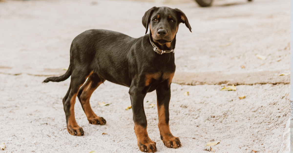 Doberman Pinscher