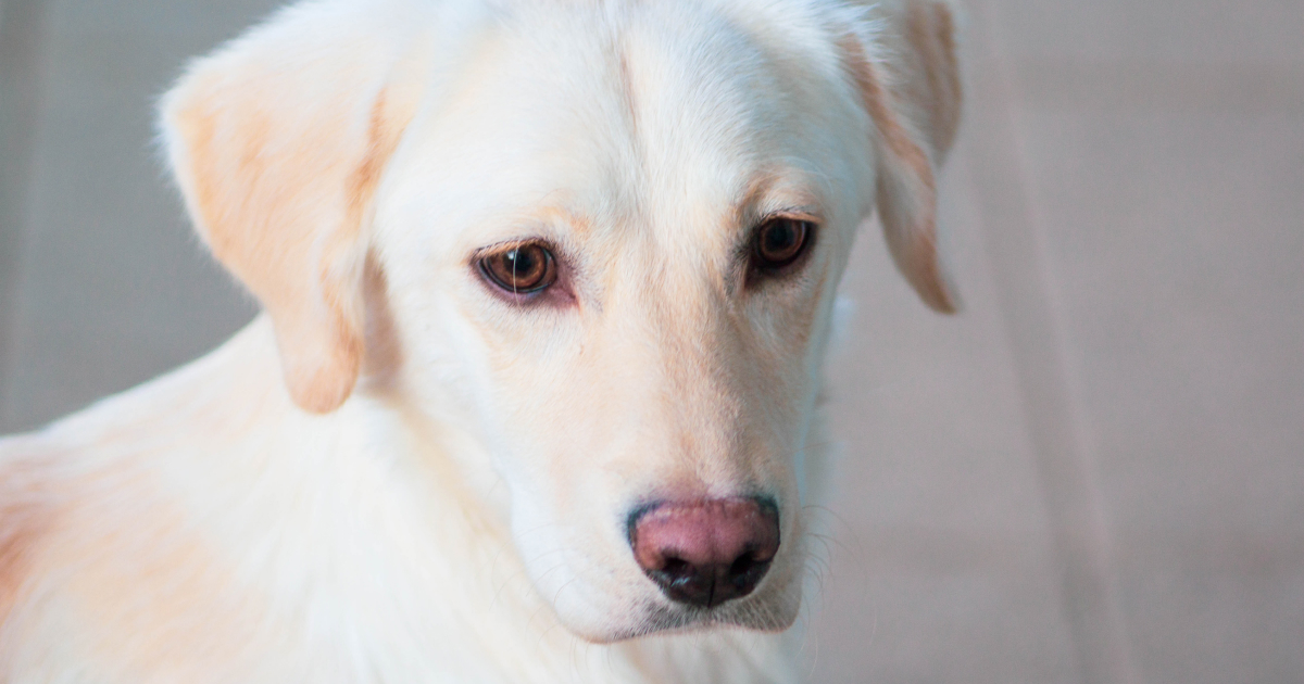 Labrador Retriever