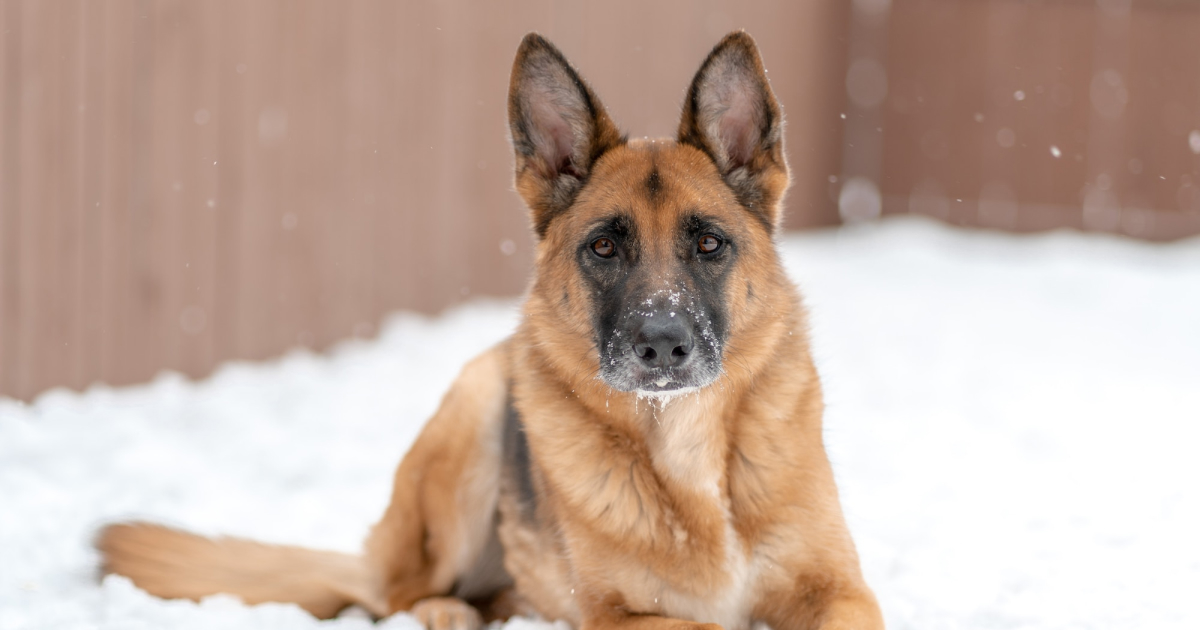 Dogs in best sale negative degree weather