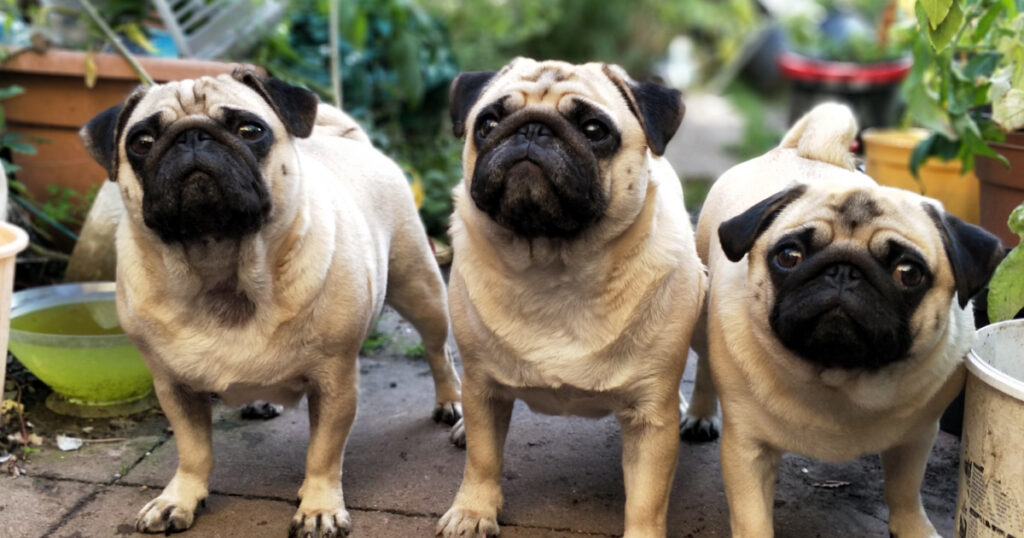 Blog 2 dog dna
