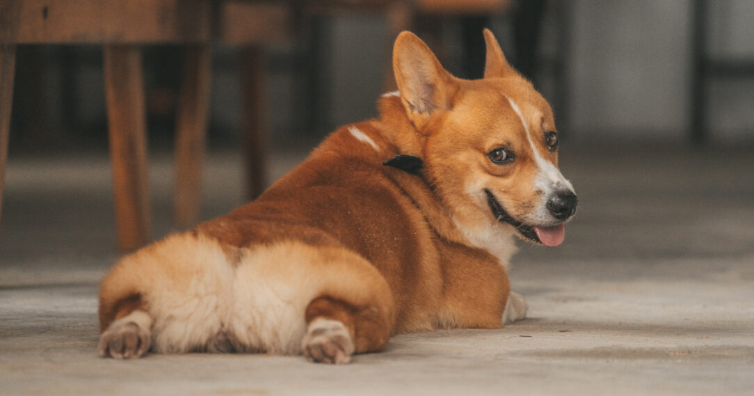 Diet & Nutrition Guide: Corgis | PetPlate