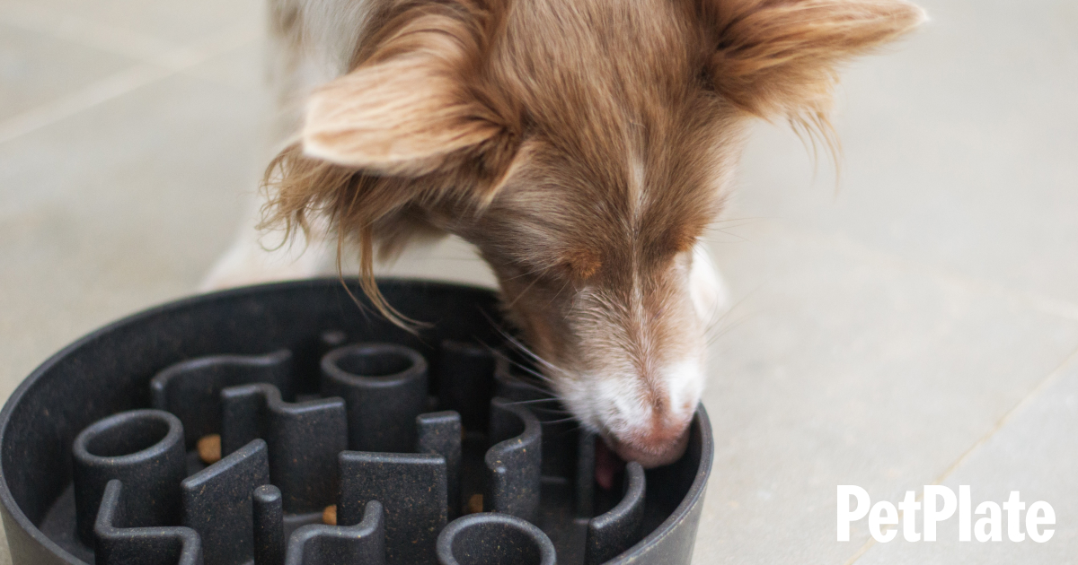 Slow Down Mealtimes: The Health Benefits of a Slow Feeder Dog Bowl