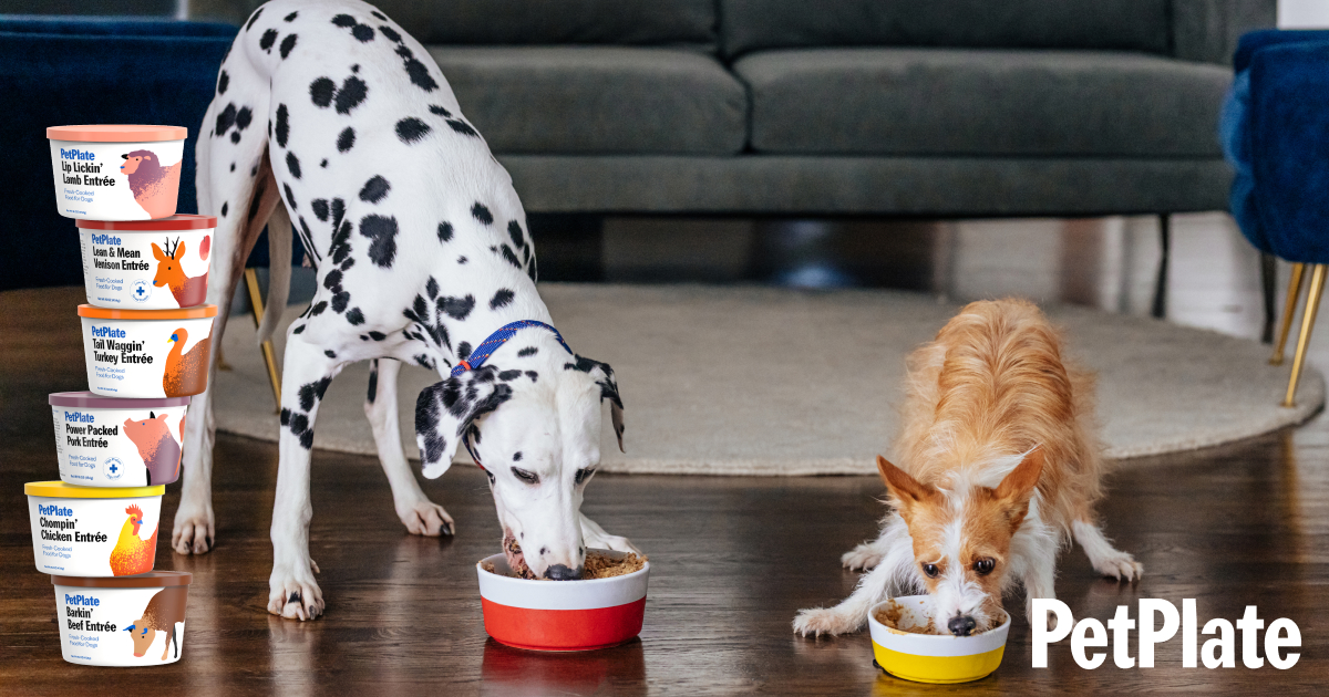 How to Choose a Place for Your Dog to Eat: 12 Steps