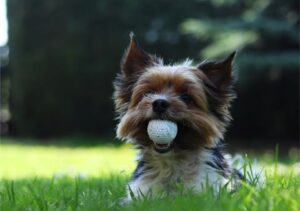 dog with golfball