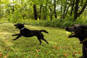 dogs running