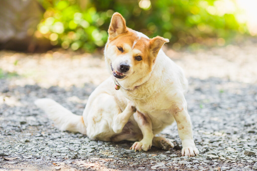 a dog try to scratching its skin.