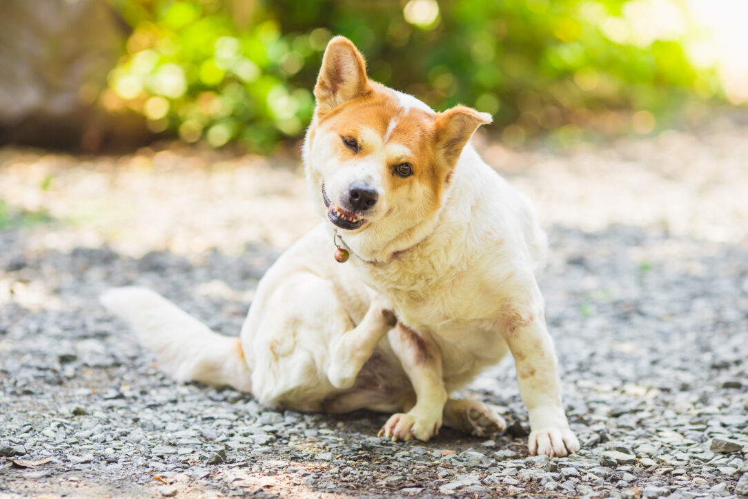 a dog try to scratching its skin.