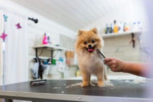 dog being groomed