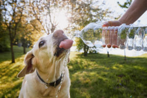 dog drinking water
