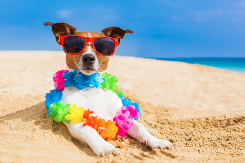 dog on beach funny