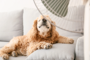 hot dog with fan