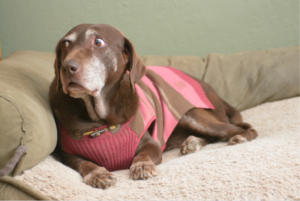 side eye scared dog