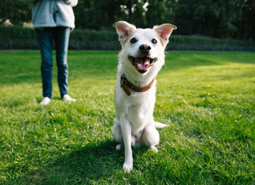 tripod.dog