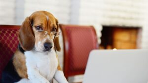 Take Your Dog to Work yc90cf