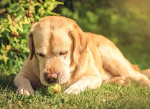 Warum frisst mein Hund Gras