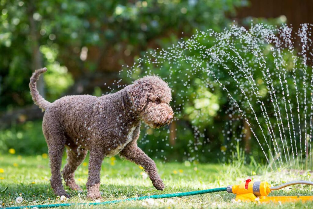keep dog cool in summer